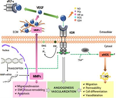 Early Abnormal Placentation and Evidence of Vascular Endothelial Growth Factor System Dysregulation at the Feto-Maternal Interface After Periconceptional Alcohol Consumption